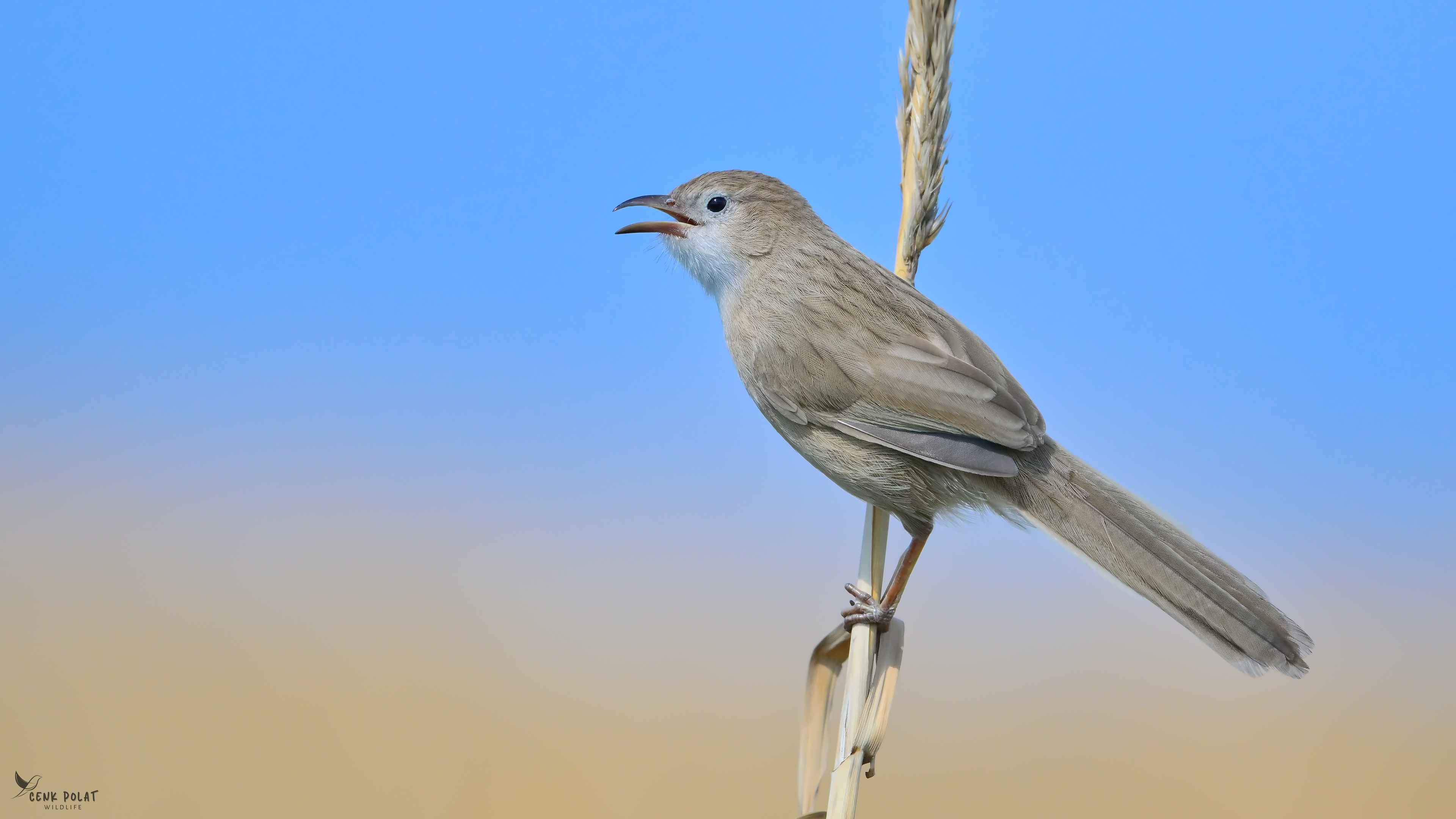 Iraq Babbler